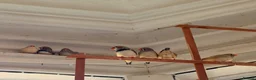 Finches birds for sale: Leeds Hyde park Road - Advert 5