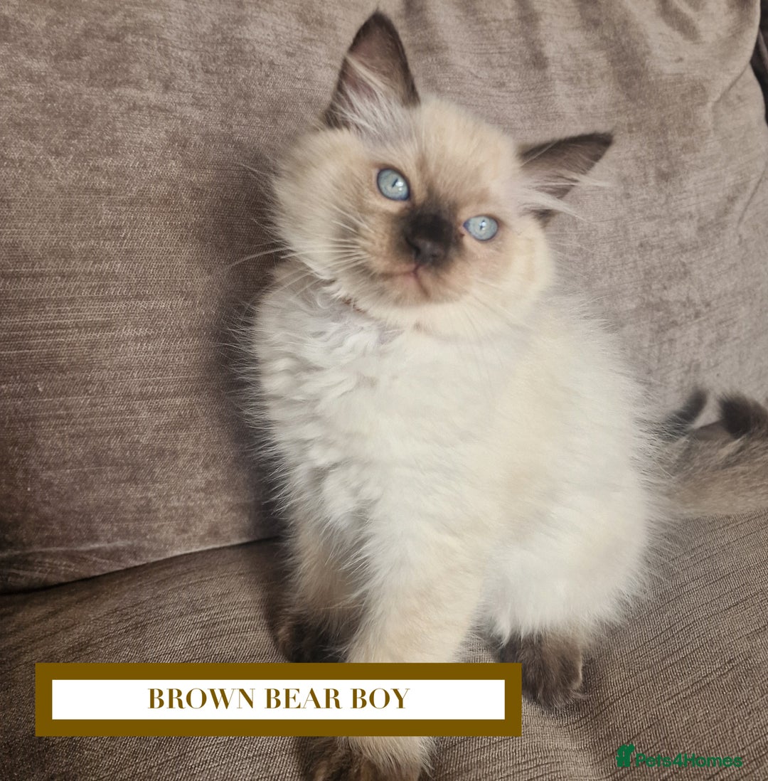 Ragdoll cats for sale: GORGREOUS 1/2 PEDIGREE RAGDOLL KITTENS 💗 - Image 10