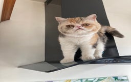 Exotic cats for sale: Exotic pedigree kittens  - Image 30