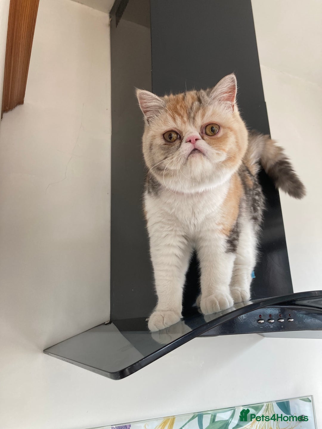 Exotic cats for sale: Exotic pedigree kittens  - Image 30