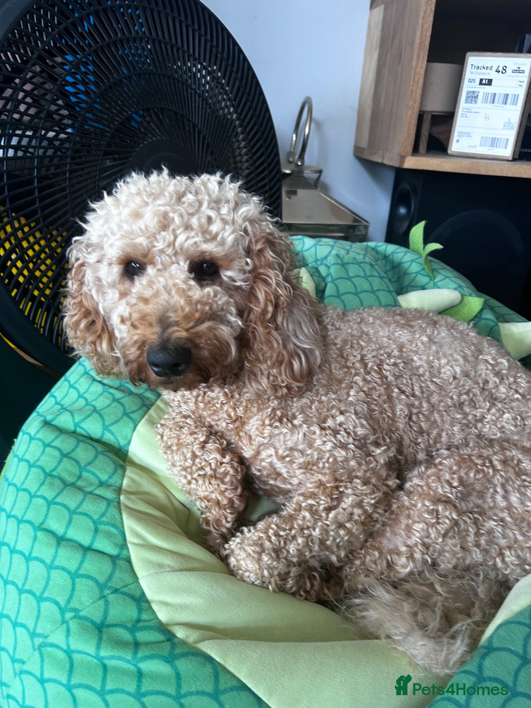 Cavapoo dogs for sale: Cavapoo puppies for sale - Advert 1