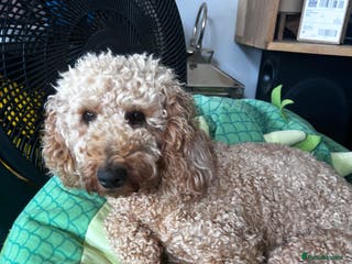 Cavapoo dogs Cavapoo puppies for sale - Advert 1