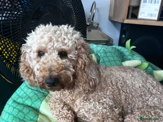 Cavapoo dogs Cavapoo puppies for sale - Advert 15