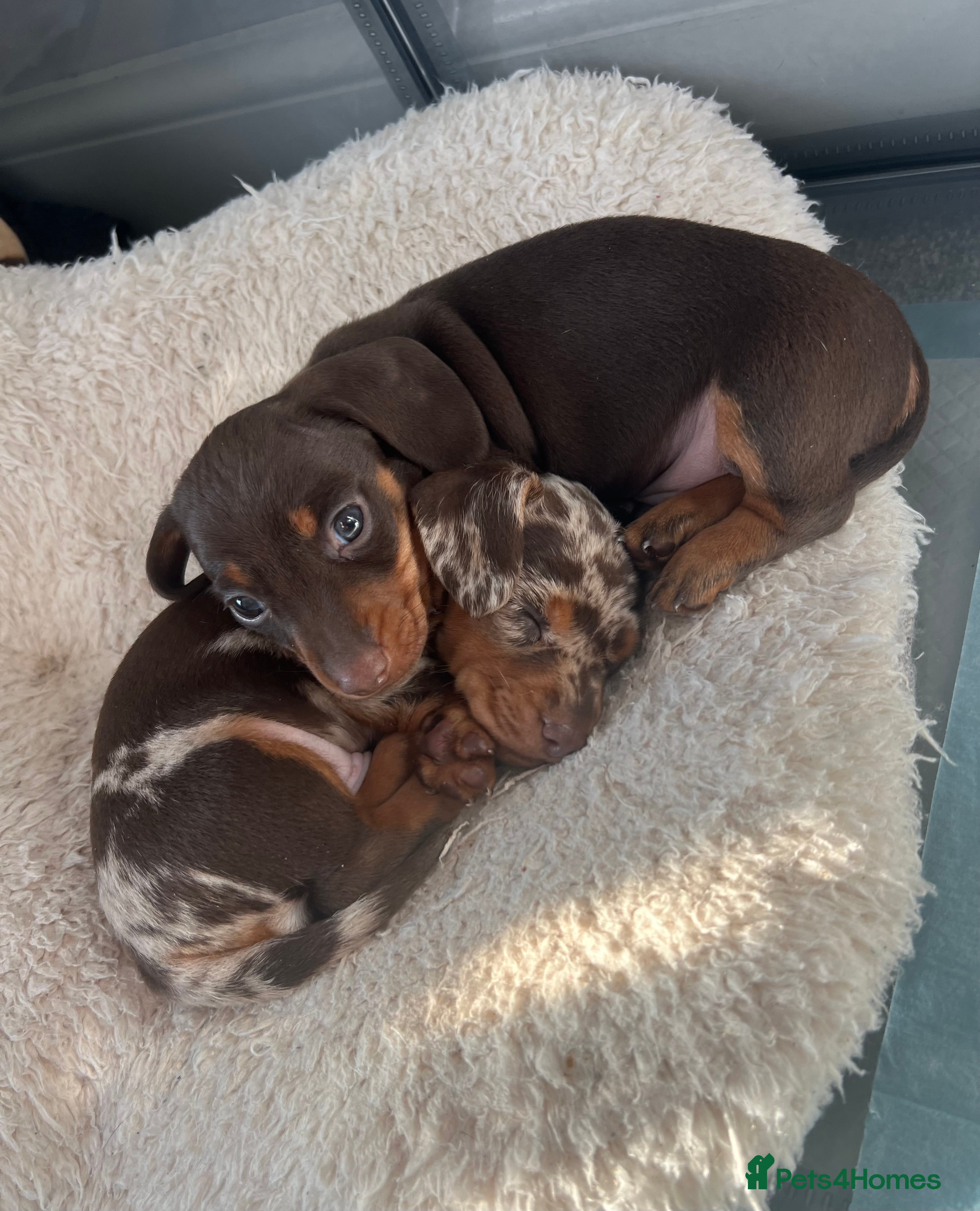 Miniature Dachshund dogs Miniature Dachshund pups - Advert 1