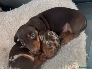 Miniature Dachshund dogs Miniature Dachshund pups - Advert 1