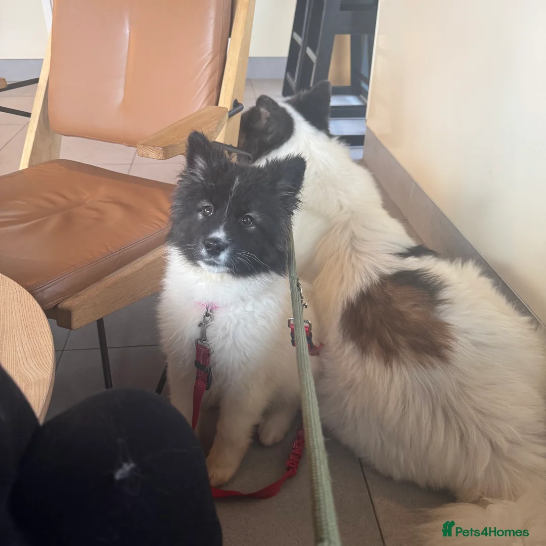 Akita dogs for sale: Quality Family Raised American Akita Puppies - Advert 6