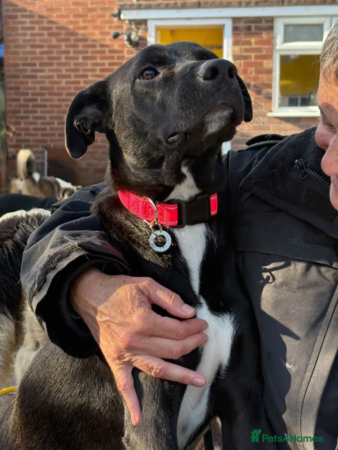 Mixed Breed dogs for adoption: Holly - Norwich Norfolk  - Advert 1