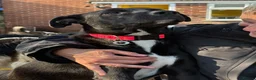 Mixed Breed dogs for adoption: Holly - Norwich Norfolk  in Norwich - Advert 1