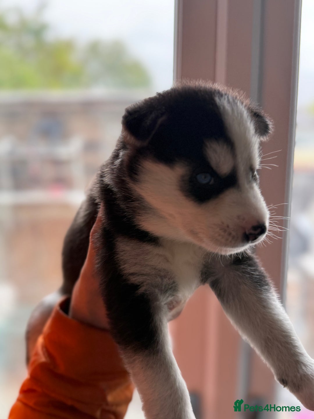 Siberian Husky dogs for sale: Siberian husky puppy’s for sale  - Image 20