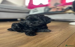Shihpoo dogs for sale: Outstanding Shihpoo puppies - Image 9
