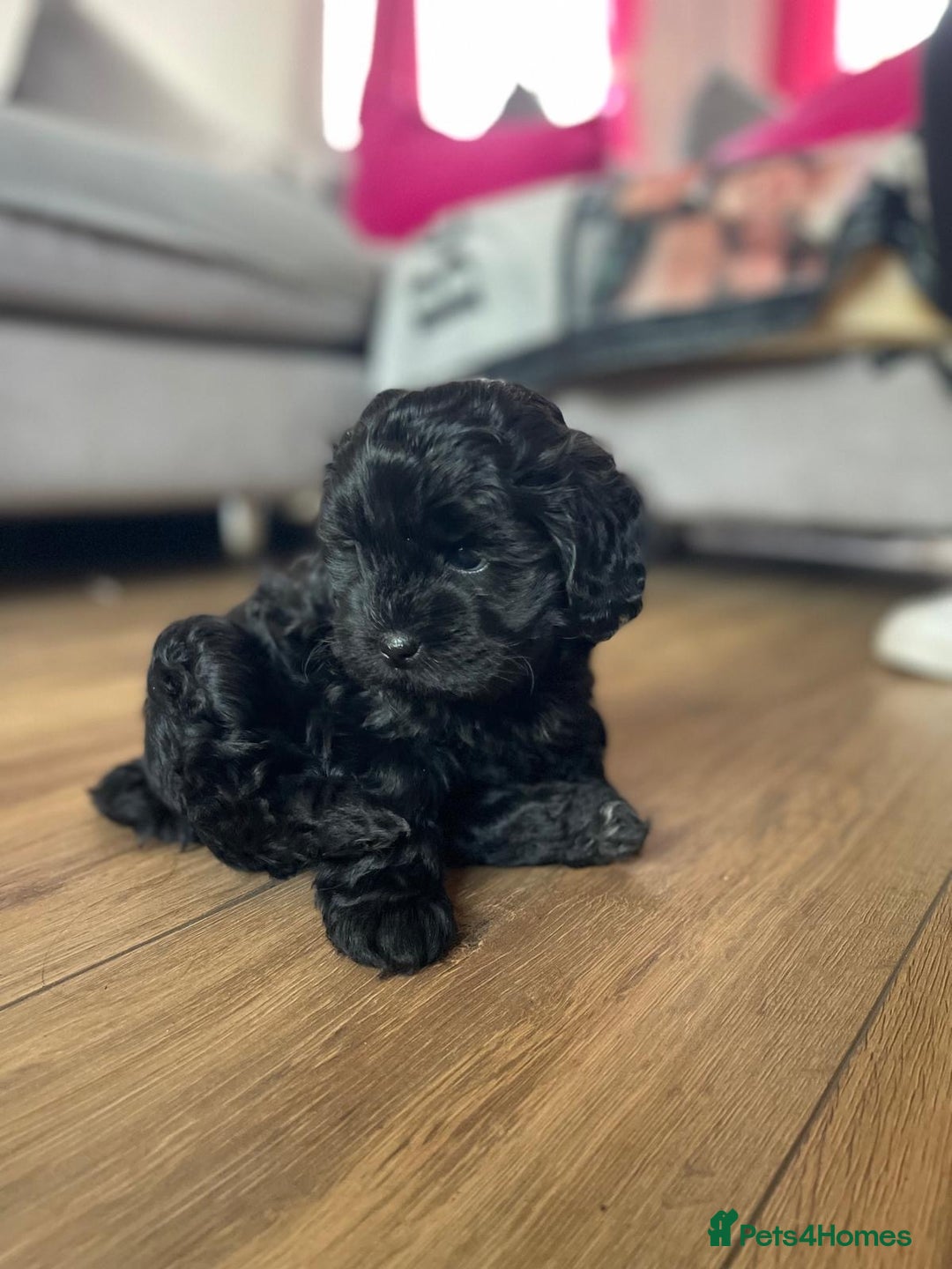 Shihpoo dogs for sale: Outstanding Shihpoo puppies - Image 9