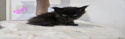 Mixed Breed cats for sale: 2 stunning black kittens avilable  - Advert 6