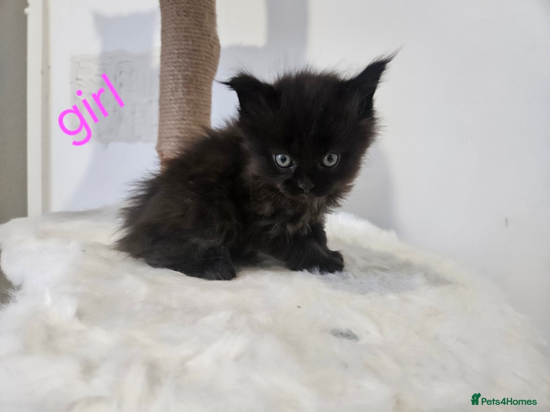 Mixed Breed cats for sale: 2 stunning black kittens avilable  - Advert 6
