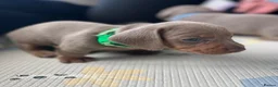 Miniature Dachshund dogs for sale: 🐾KC Miniature Dachshund Puppies 🐾 - Advert 14