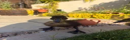 Ducks poultry for sale: Three ducklings - Advert 2