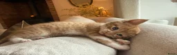Mixed Breed cats for sale: Beautiful Ginger Kittens  - Advert 20