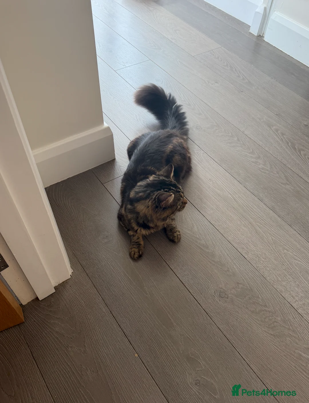 British Longhair cats for adoption: Rogger - Advert 2