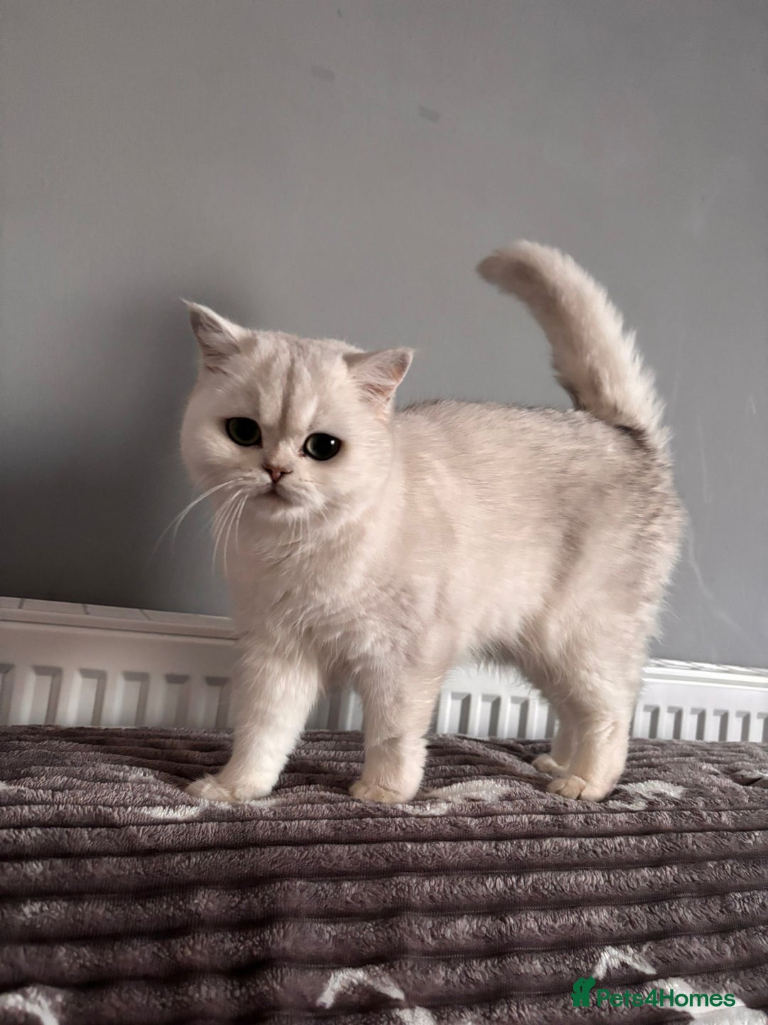 British Shorthair cats for sale: Luna looking for a lovely new family - Advert 3