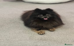 Pomeranian dogs for sale: KC, miniature Pomeranian - Image 2