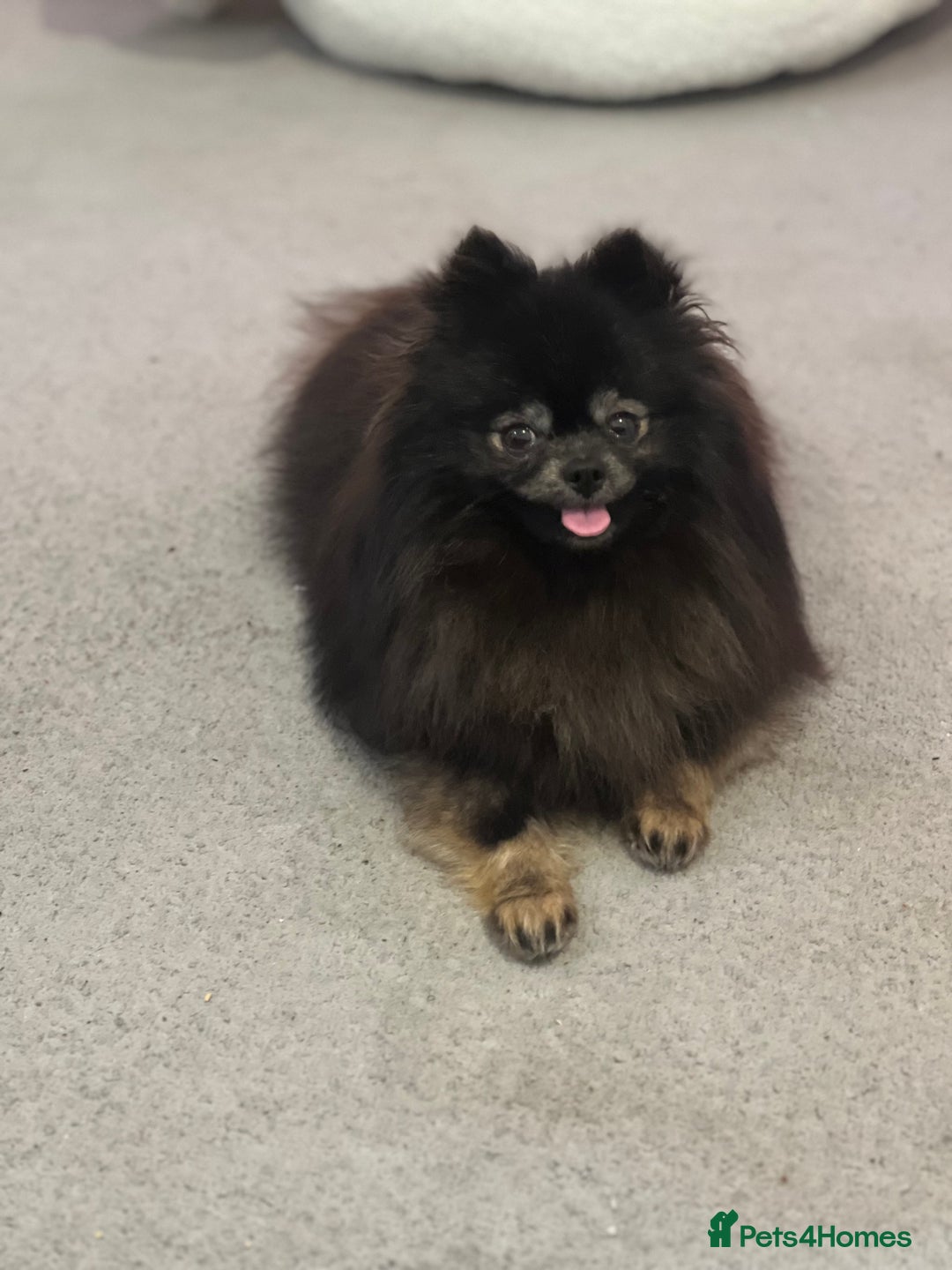 Pomeranian dogs for sale: KC, miniature Pomeranian - Image 2