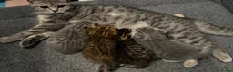 Scottish Fold cats for sale: Mackerel Boy Scottish Folds - Blue/Gold Shaded - Advert 2
