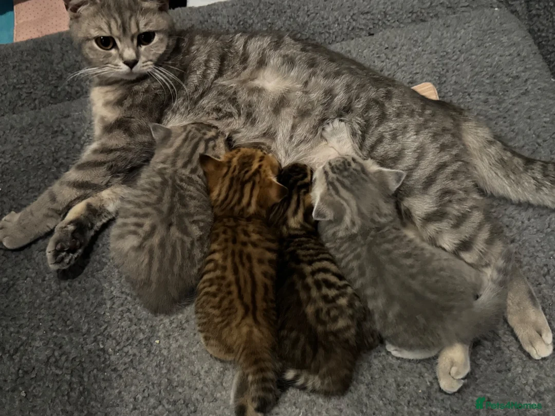 Scottish Fold cats for sale: Mackerel Boy Scottish Folds - Blue/Gold Shaded - Advert 2