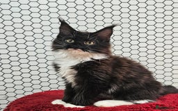 Maine Coon cats for sale: Pure breed Maine Coons Kittens  - Image 12