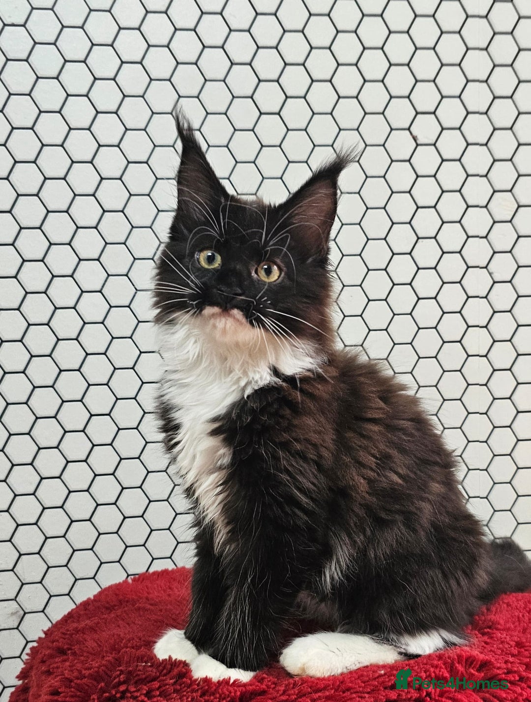 Maine Coon cats for sale: Pure breed Maine Coons Kittens  - Image 12