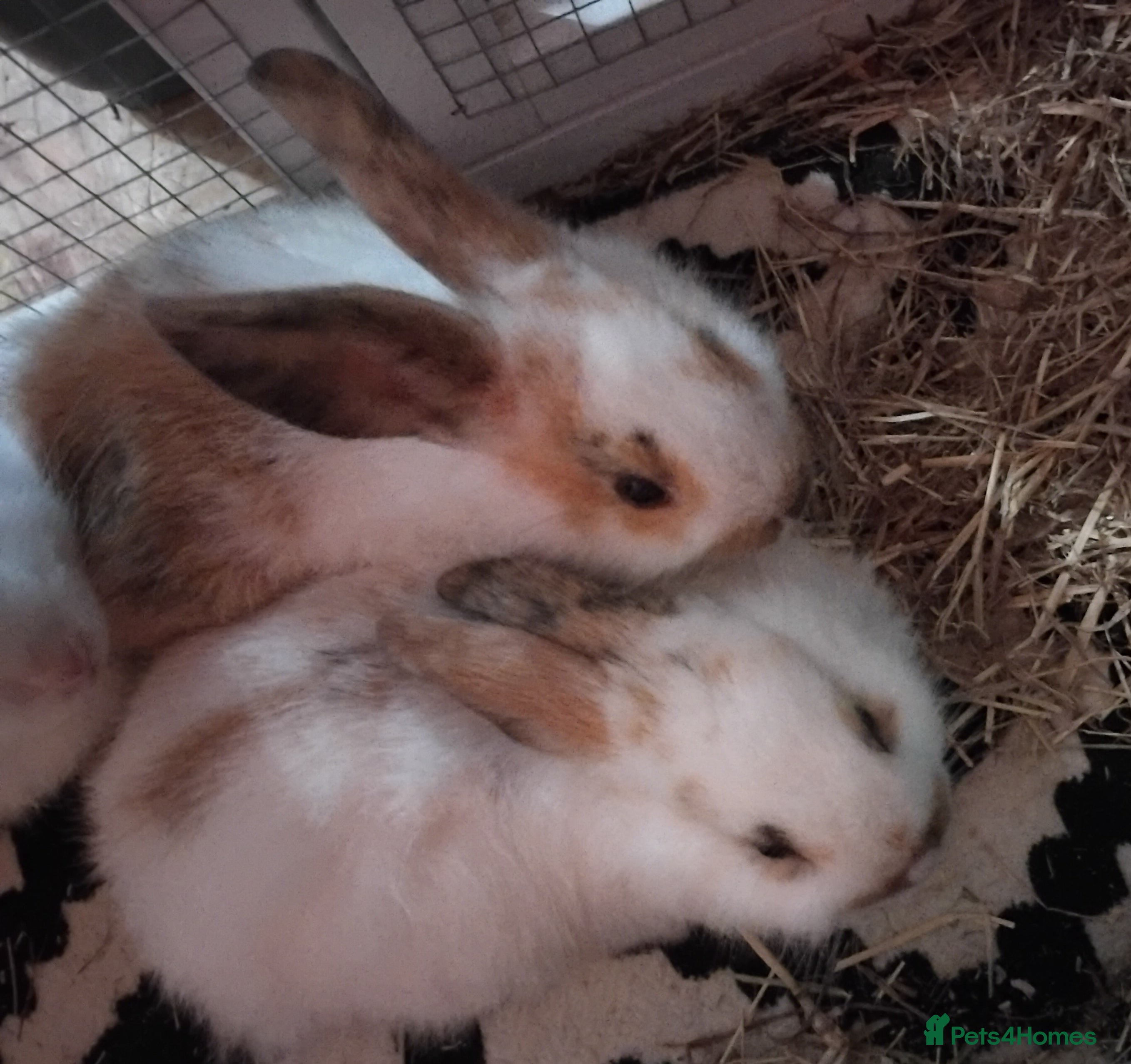 Mixed Breed rabbits Two baby bunnies available  - Advert 2