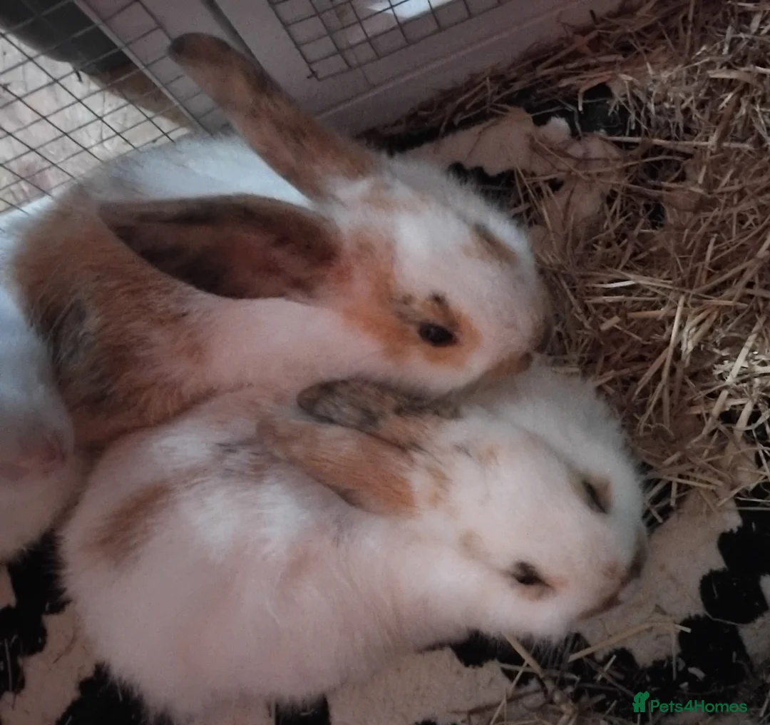 Mixed Breed rabbits for sale: Two baby bunnies available  - Advert 1