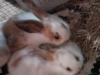 Mixed Breed rabbits Two baby bunnies available - Advert 2