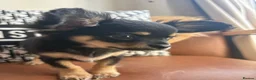 Chihuahua dogs for sale:  🐾 One little precious girl remaining 🐾  - Advert 3