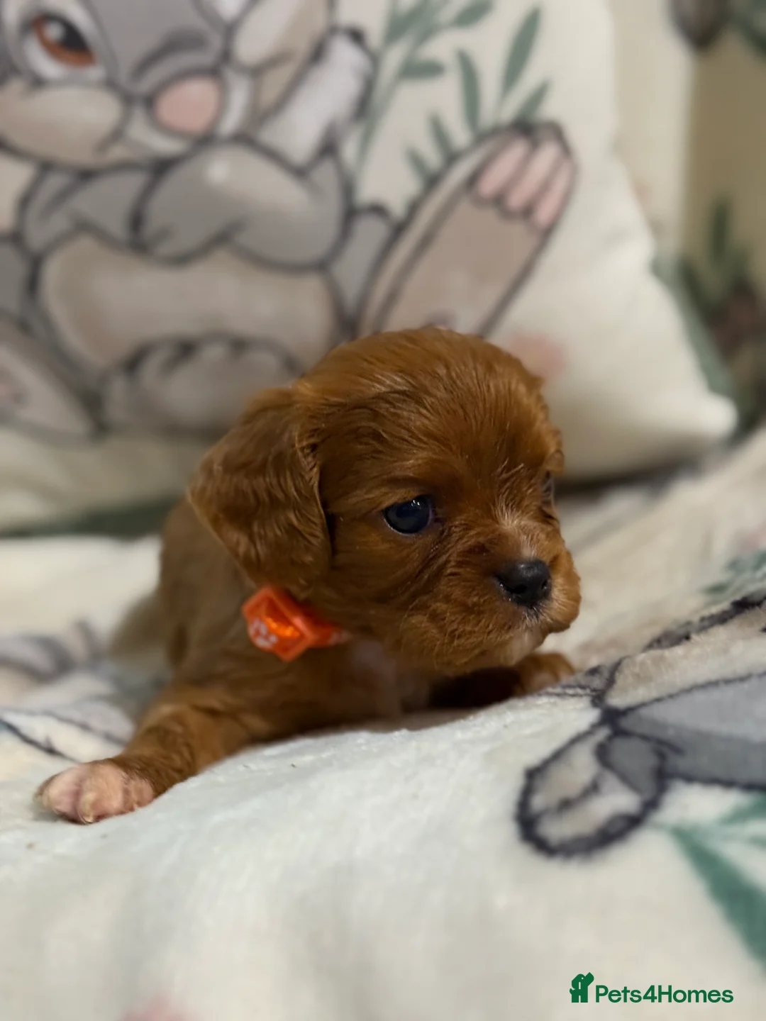Cavalier King Charles Spaniel dogs for sale: Stunning DNA clear male cavalier pups now - Advert 8