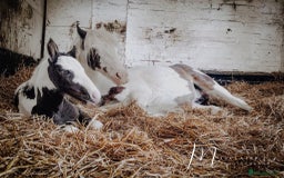 Irish Cob horses for sale: Companion Mare & Filly Foal - Image 6