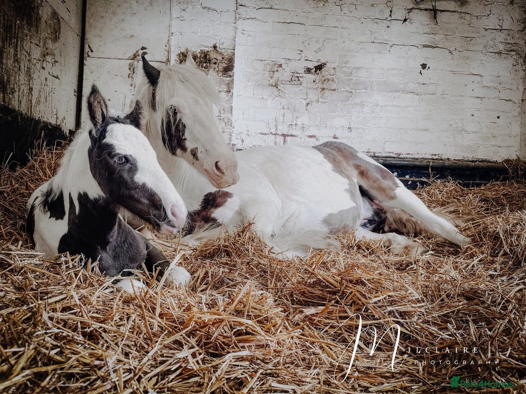 Irish Cob horses for sale: Companion Mare & Filly Foal - Image 6