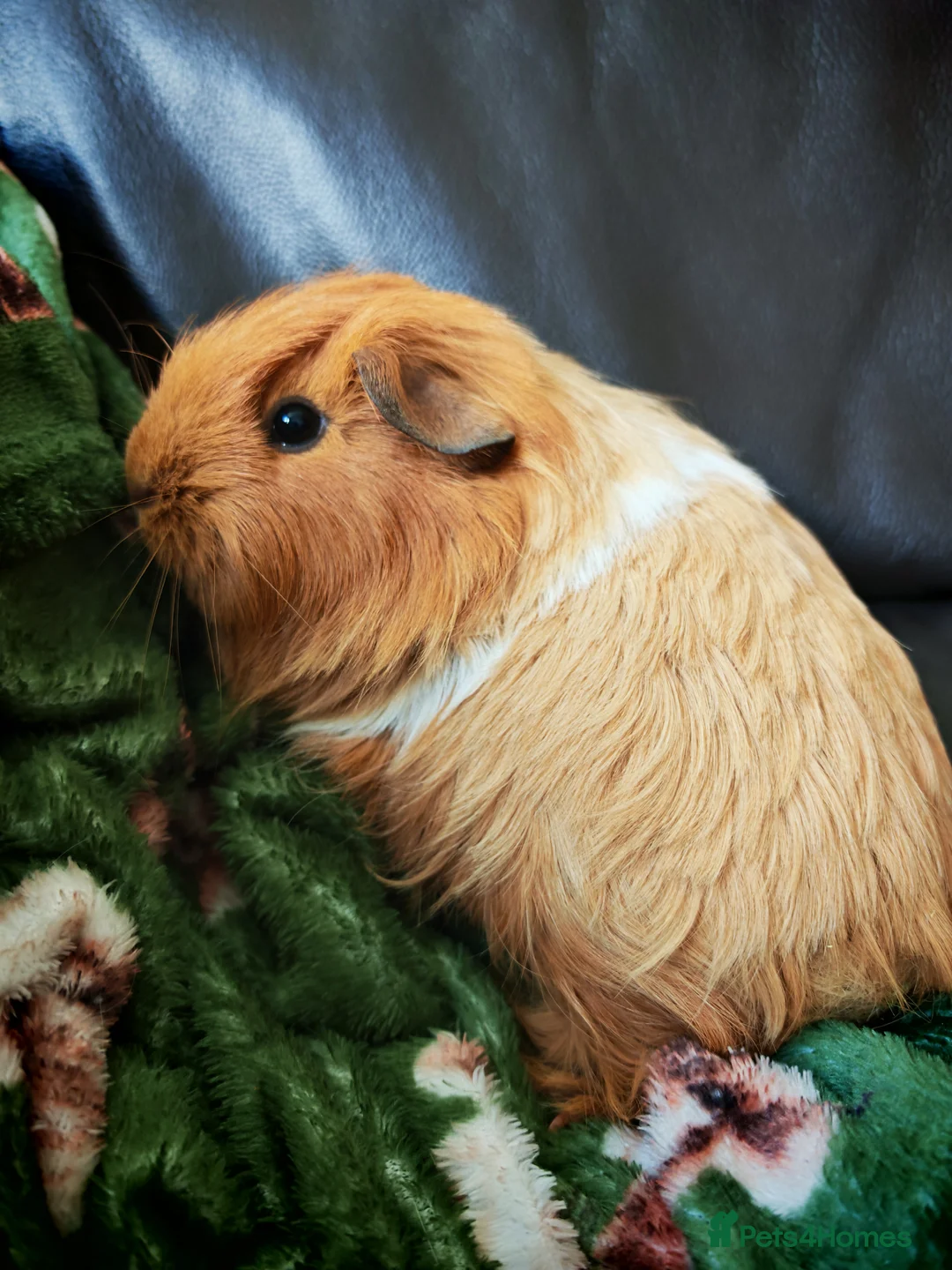 Mixed Breed rabbits for sale: Two female guinea pigs  in Stockport - Advert 1