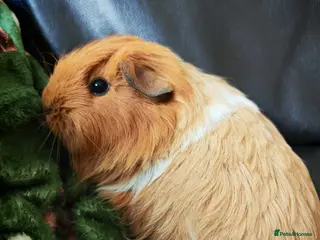 Mixed Breed rabbits Two female guinea pigs - Advert 1