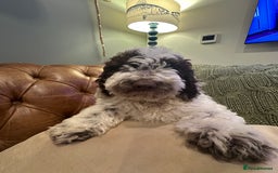 Cockapoo dogs for sale: Cockapoo puppies. Fully DNA tested.  - Advert 33