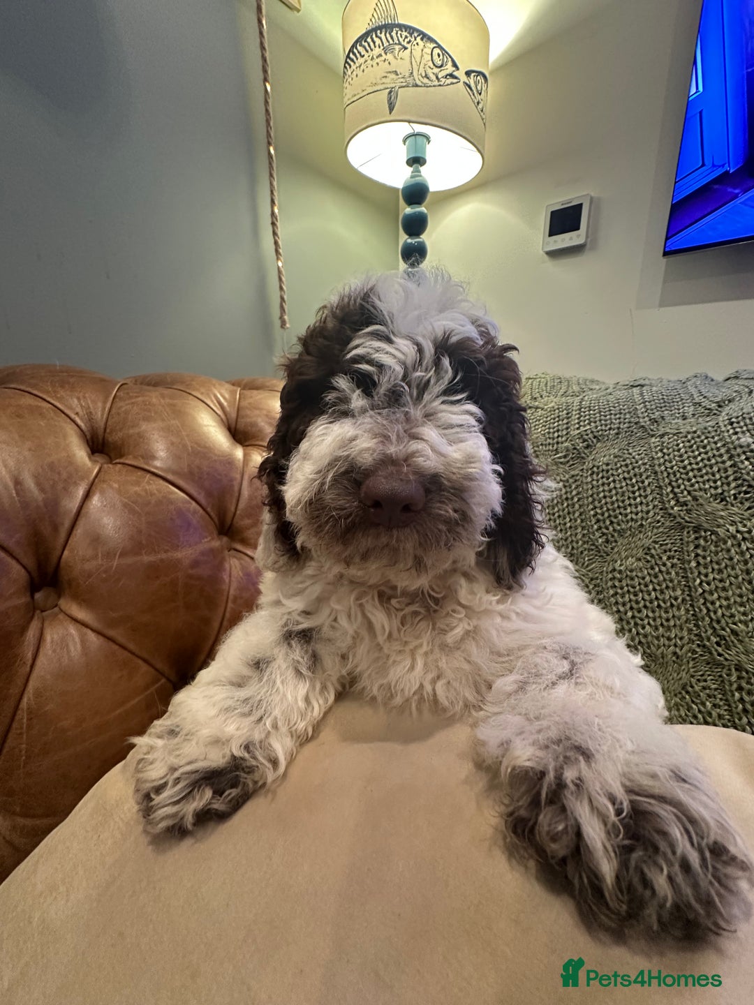 Cockapoo dogs for sale: Cockapoo puppies. Fully DNA tested.  - Advert 33