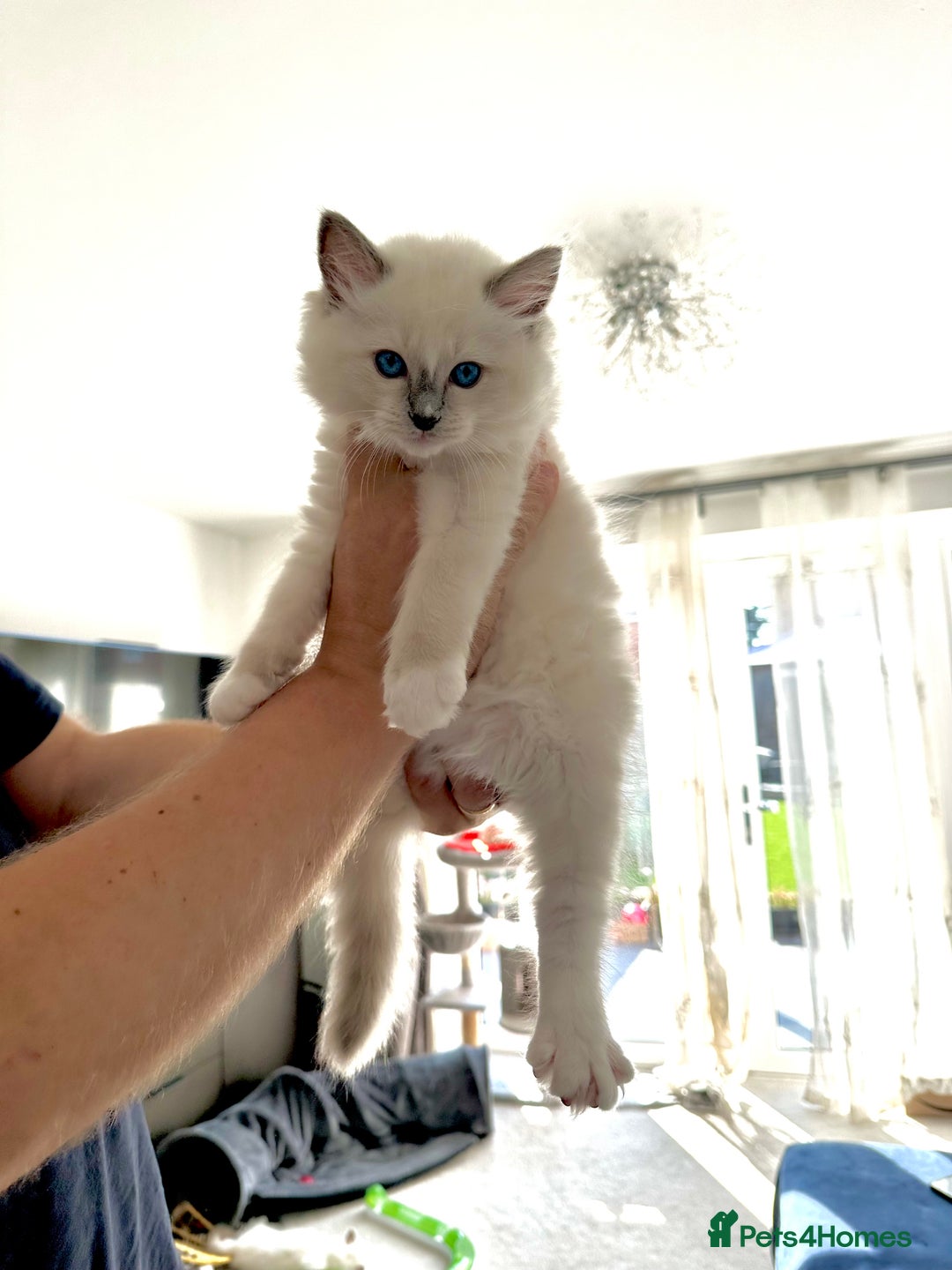 Ragdoll cats for sale: Ragdoll kitten boy, READY TO LEAVE in Bournemouth - Image 2