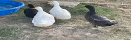 Ducks poultry for sale: 4 ducks for sale  - Advert 4