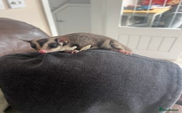 Sugar Glider rodents for sale: Sugar Glider - Bonded Pair - Image 5