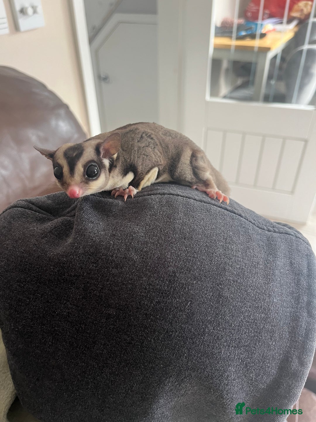 Sugar Glider rodents for sale: Sugar Glider - Bonded Pair - Image 5
