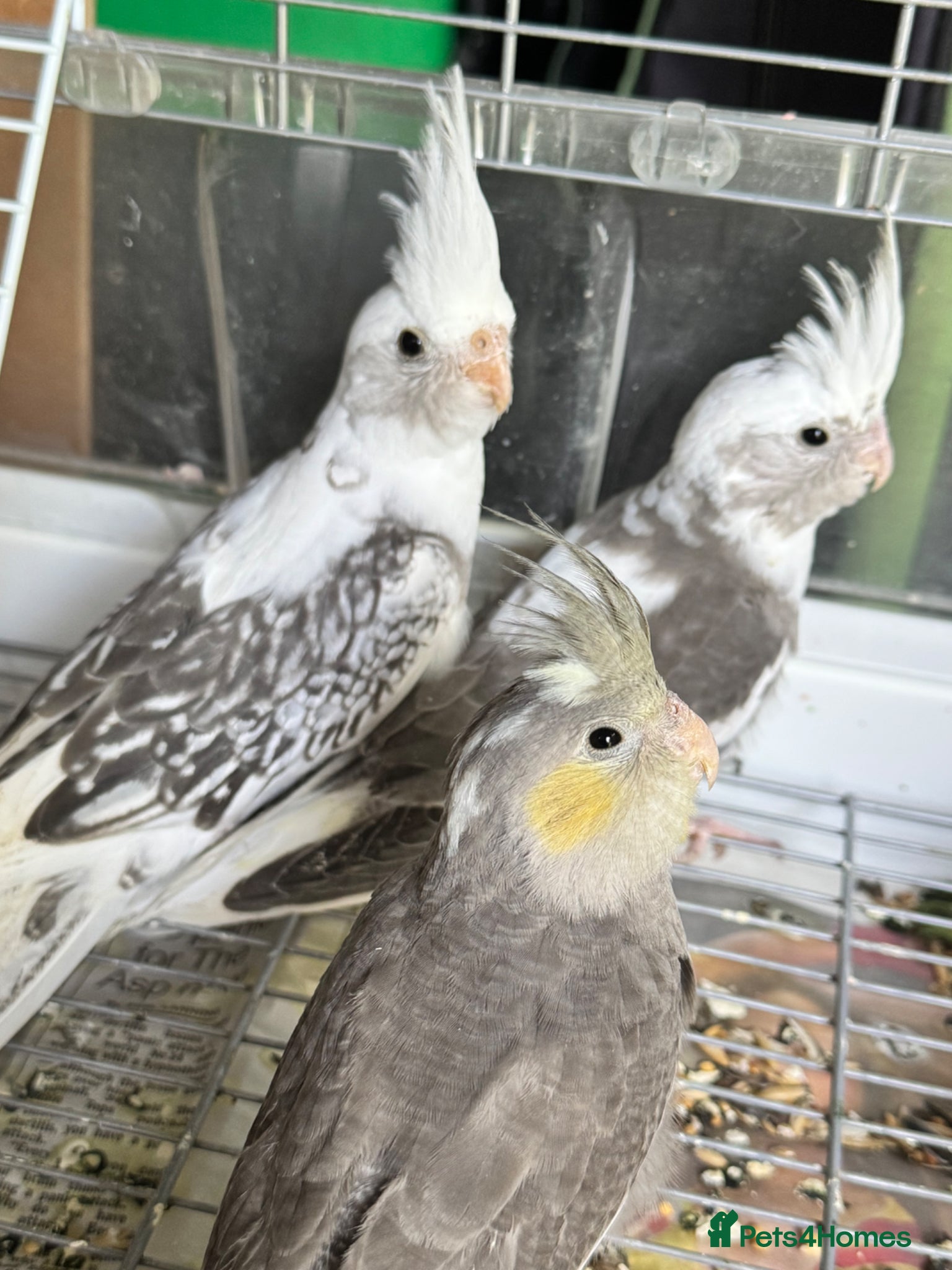 Cockatiels birds Baby cockatiels for sale - ready to leave now  - Advert 2