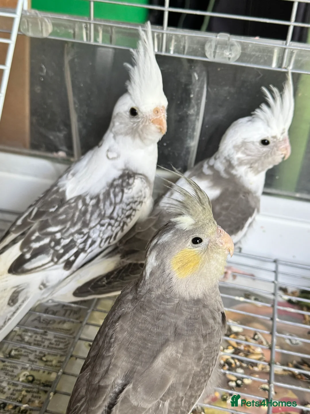 Cockatiels birds for sale: Baby cockatiels for sale - ready to leave now  - Advert 2
