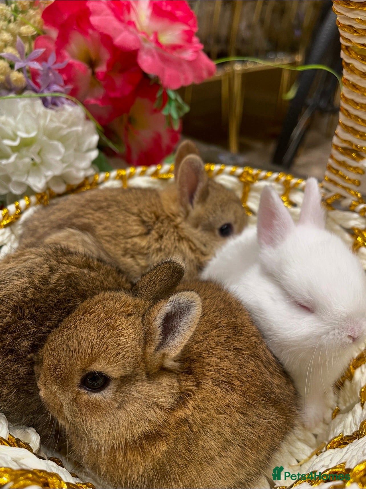 Netherland Dwarf rabbits Pure Netherland Dwarfs - Advert 1