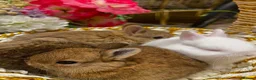Netherland Dwarf rabbits for sale: Pure Netherland Dwarfs - Advert 1