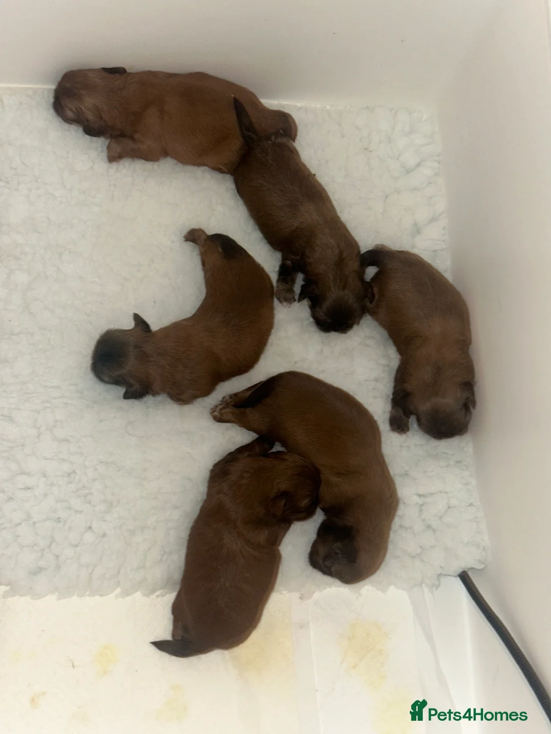 Shih Tzu dogs for sale: Stunning Karashishi Shih tzus - Advert 8