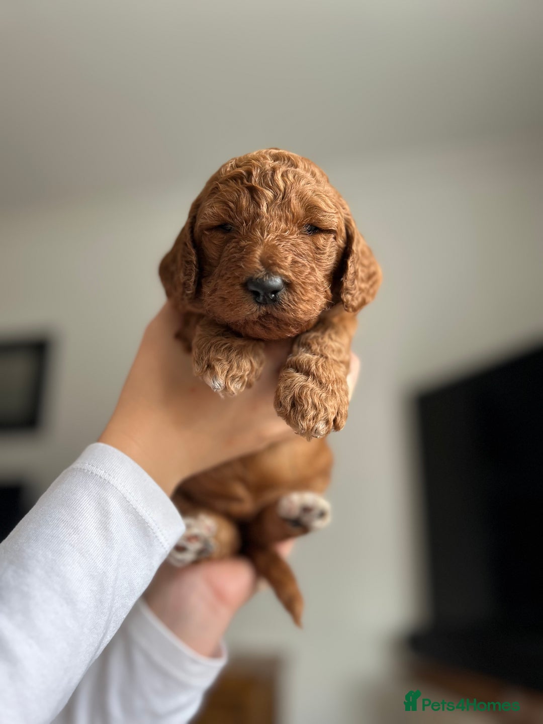 Goldendoodle dogs for sale: 🌟F1B Standard Goldendoodle Puppies in Merthyr Tydfil - Image 13