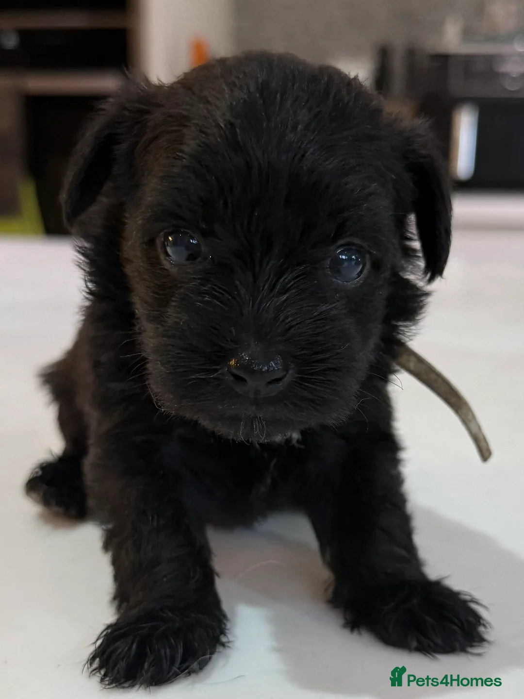 Miniature Schnauzer dogs for sale: Beautiful KC Registered Miniature Schnauzer - Advert 6